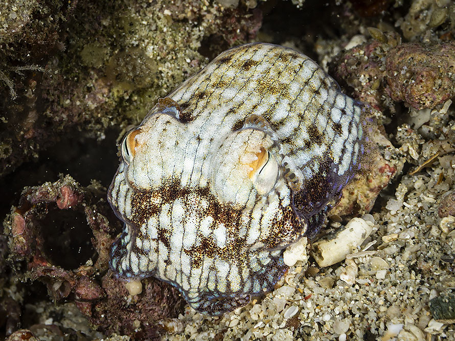 Sepioloidea lineolata